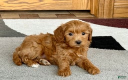 Maltipoo dogs for sale: Larry - Image 11
