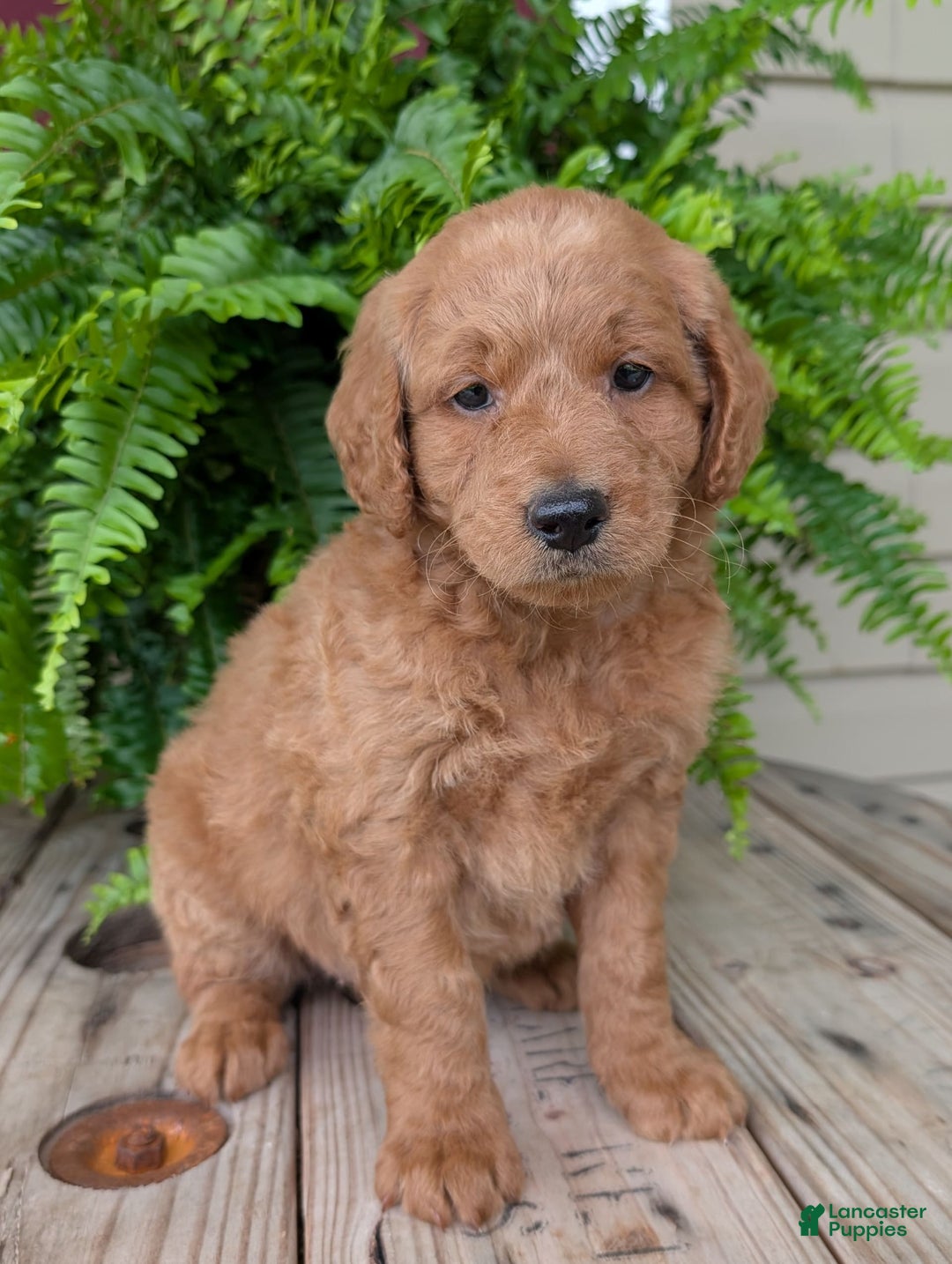 Goldendoodle dogs for sale: Reed - Image 17