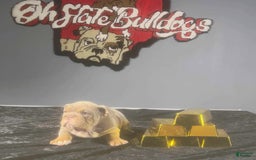 English Bulldog dogs for sale: Sky - Image 6