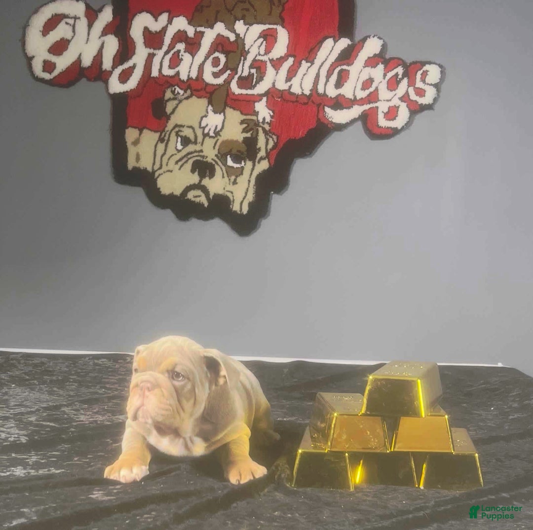 English Bulldog dogs for sale: Sky - Image 6
