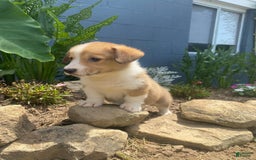 Welsh Corgi Pembroke dogs for sale: Pippy - Image 7