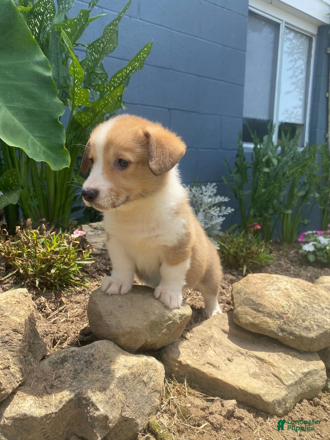 Welsh Corgi Pembroke dogs for sale: Pippy - Image 7
