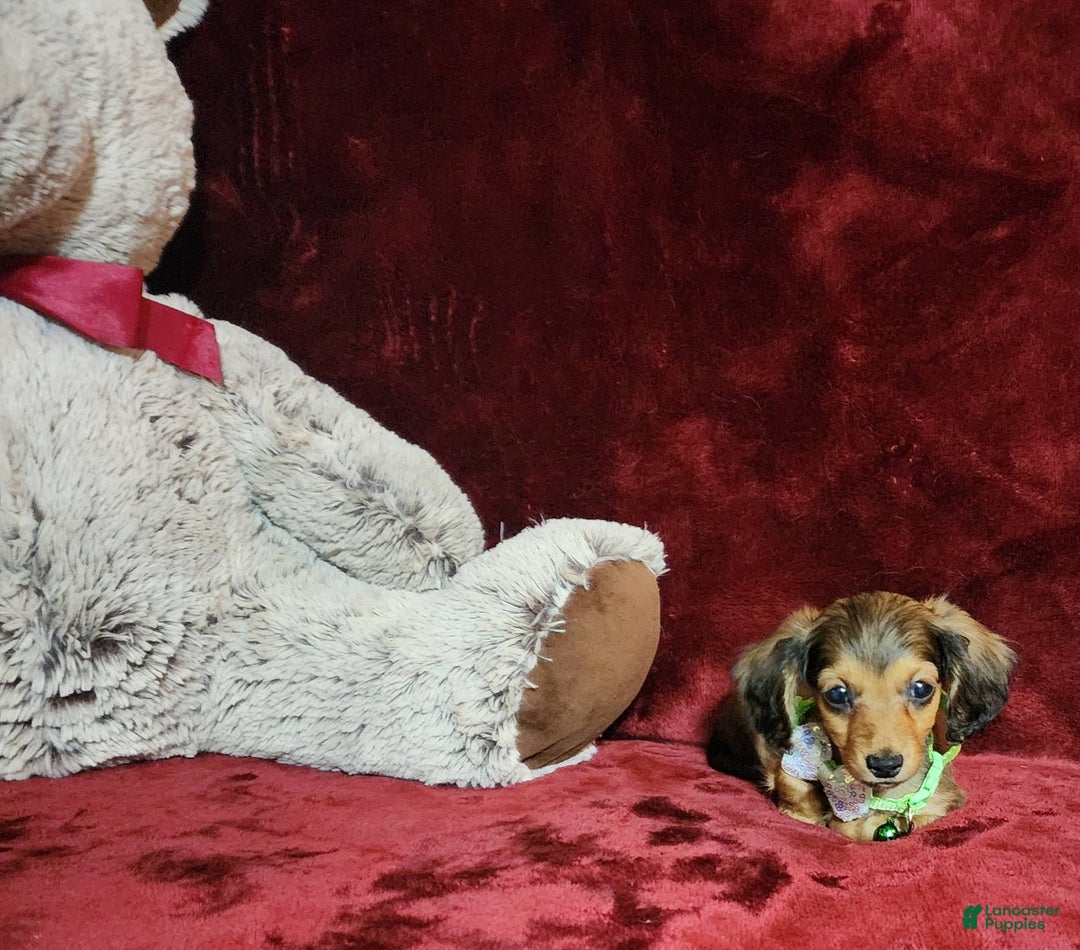 Miniature Dachshund dogs for sale: Wylie - Image 9