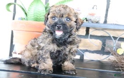 Shihpoo dogs for sale: Axel - Image 2