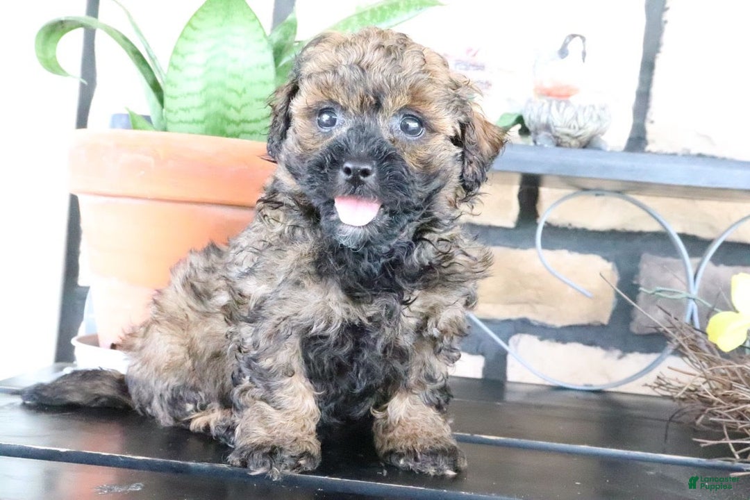 Shihpoo dogs for sale: Axel - Image 2