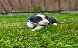 Border Collie dogs for sale: Bandit - Image 8