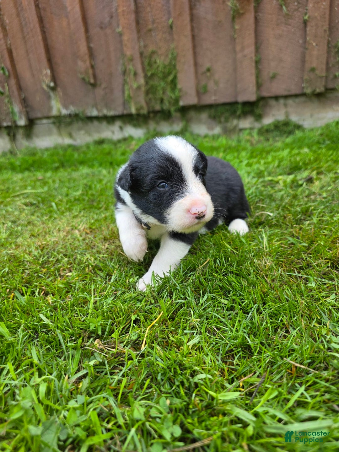 Border Collie dogs for sale: Bandit - Image 8