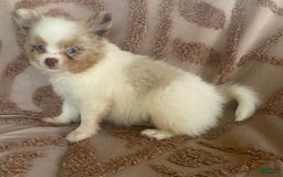 Pomchi dogs for sale: Tommy - Image 9