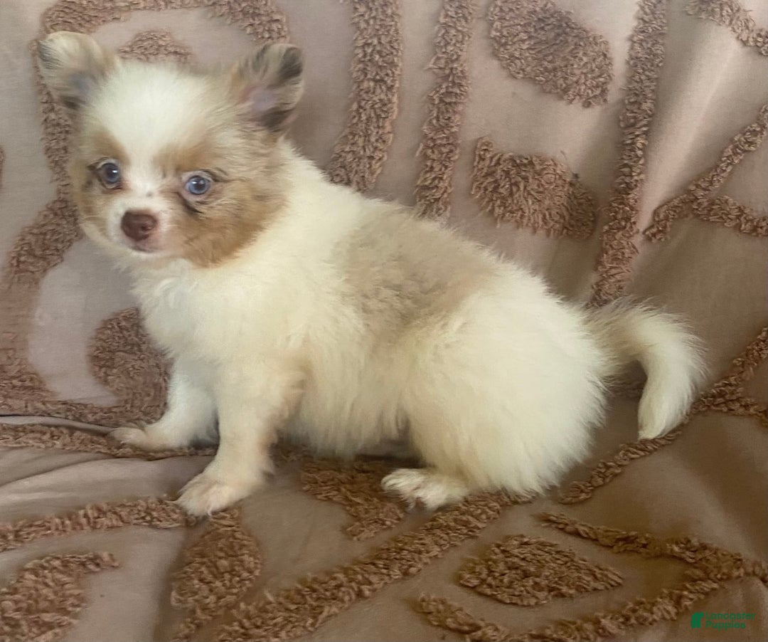 Pomchi dogs for sale: Tommy - Image 9