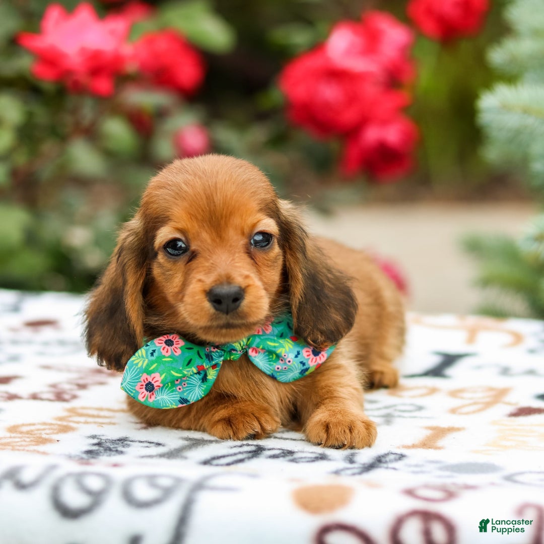 Miniature Dachshund dogs for sale: Queenie - Image 2