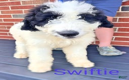 Newfypoo dogs for sale: Swiftie - Image 3