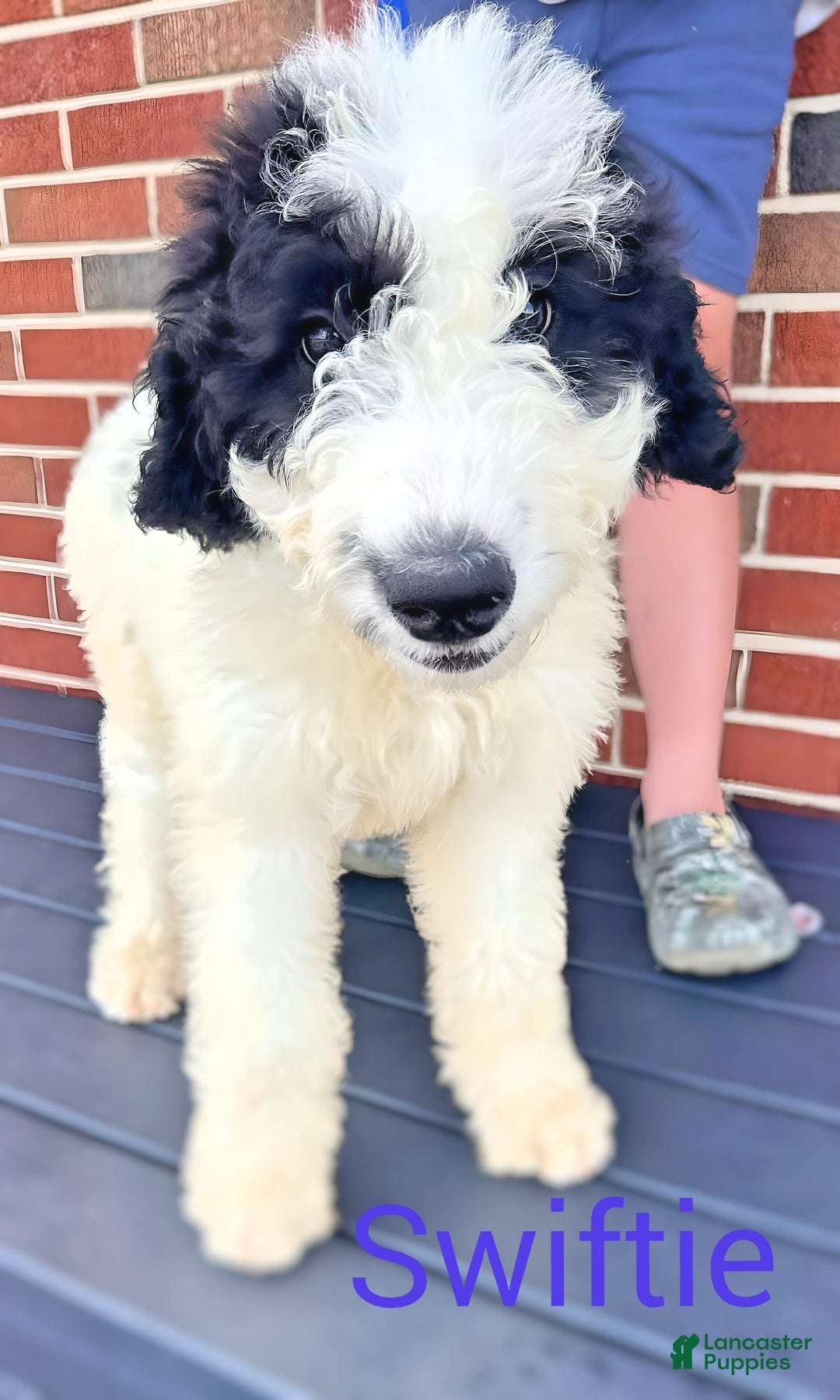 Newfypoo dogs for sale: Swiftie - Image 3