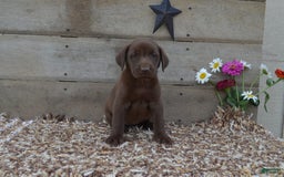 Labrador Retriever dogs for sale: Brenda - Image 4