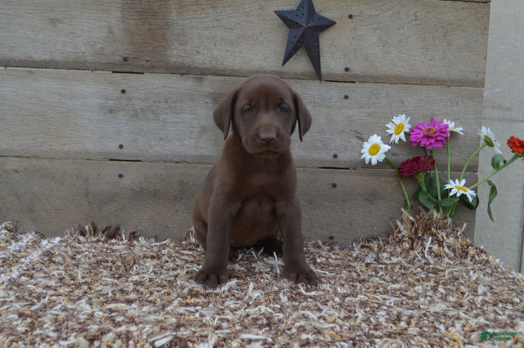 Labrador Retriever dogs for sale: Brenda - Image 4