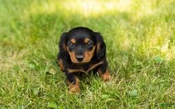 Miniature Dachshund dogs for sale: Buddy - Image 6