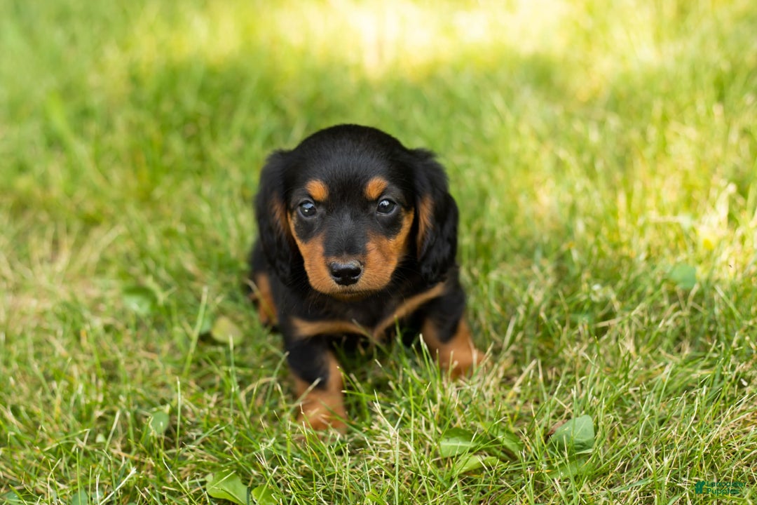 Miniature Dachshund dogs for sale: Buddy - Image 6