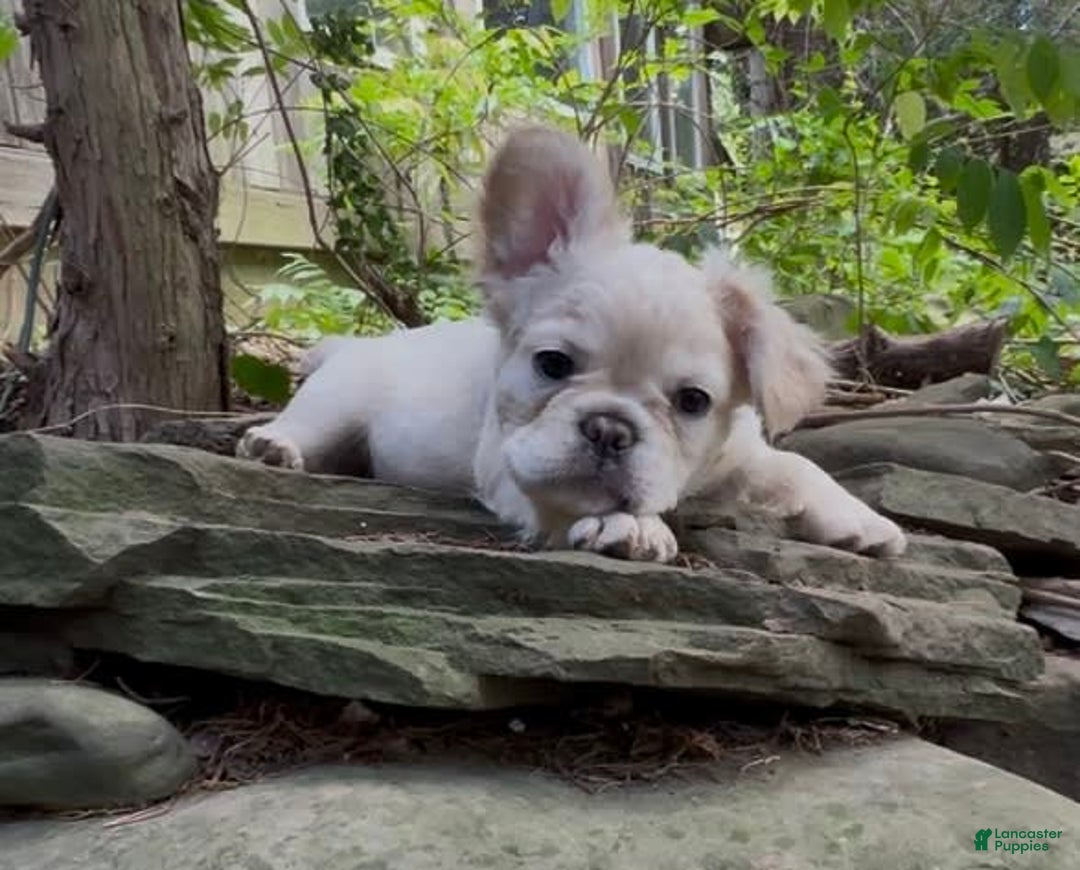 French Bulldog dogs for sale: Capone - Image 2