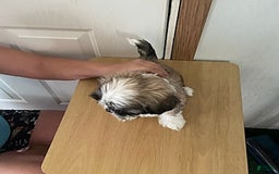 Shih Tzu dogs for sale: Baby Doll - Image 6