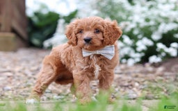 Cavapoo dogs for sale: Kobe - Image 7