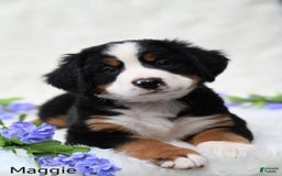 Bernese Mountain Dog dogs for sale: Maggie - Image 2