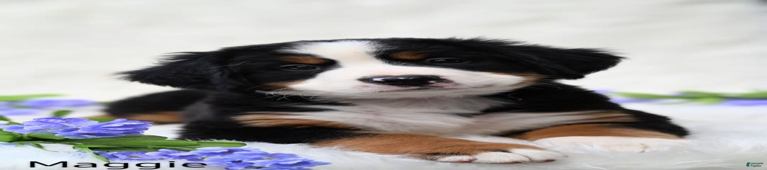 Maggie