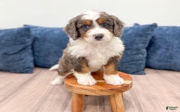 Mini Bernedoodle dogs for sale: Rusty - Image 1