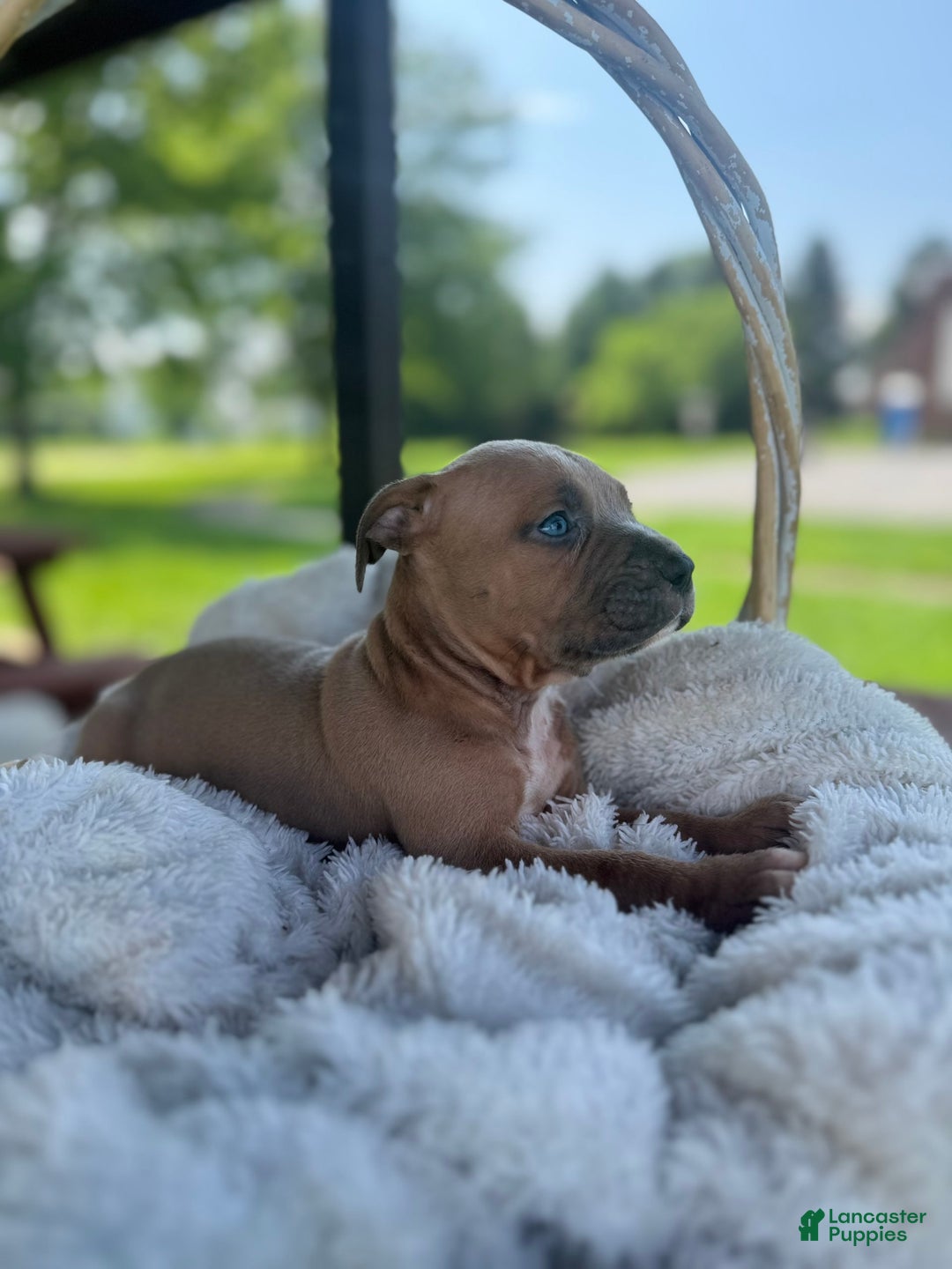 American Bully dogs for sale: Tip - Image 11