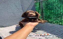 Miniature Dachshund dogs for sale: Brownie - Image 4