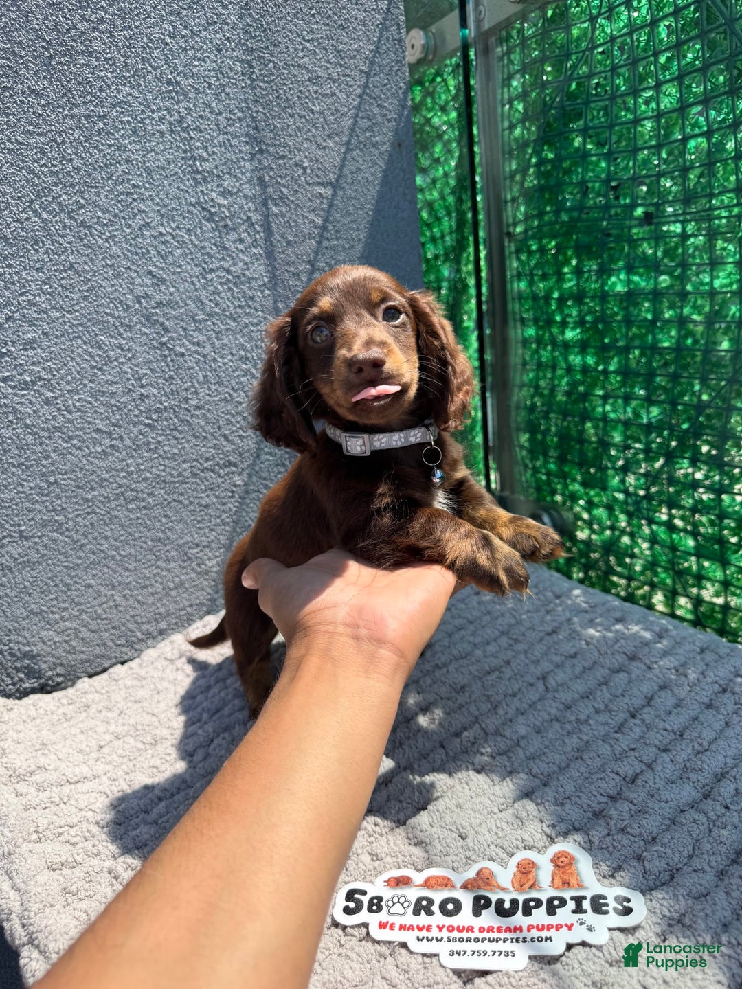 Miniature Dachshund dogs for sale: Brownie - Image 4