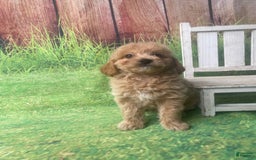 Mini Goldendoodle dogs for sale: Kona - Image 5