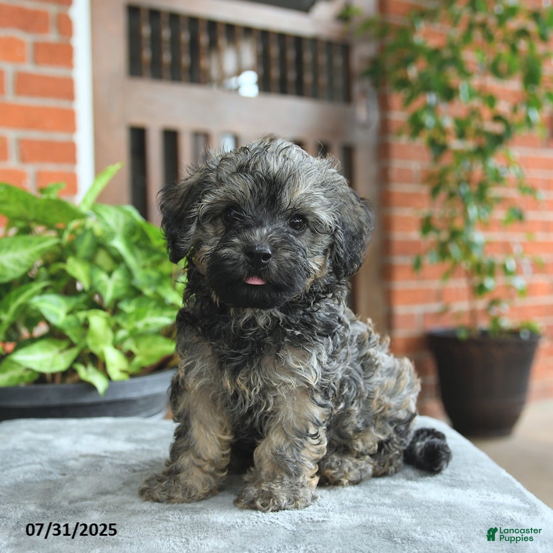 Havapoo dogs for sale: Gizmo - Image 3