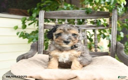  dogs for sale: Mini Goldendoodle 2 puppies - Image 9