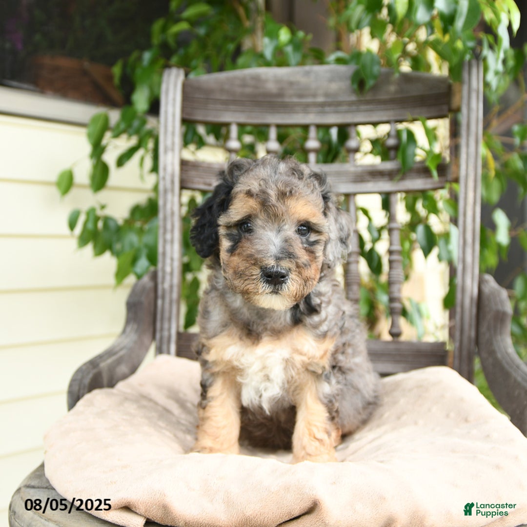  dogs for sale: Mini Goldendoodle 2 puppies - Image 9