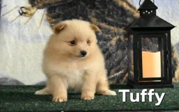Pomeranian dogs for sale: Tuffy - Image 3
