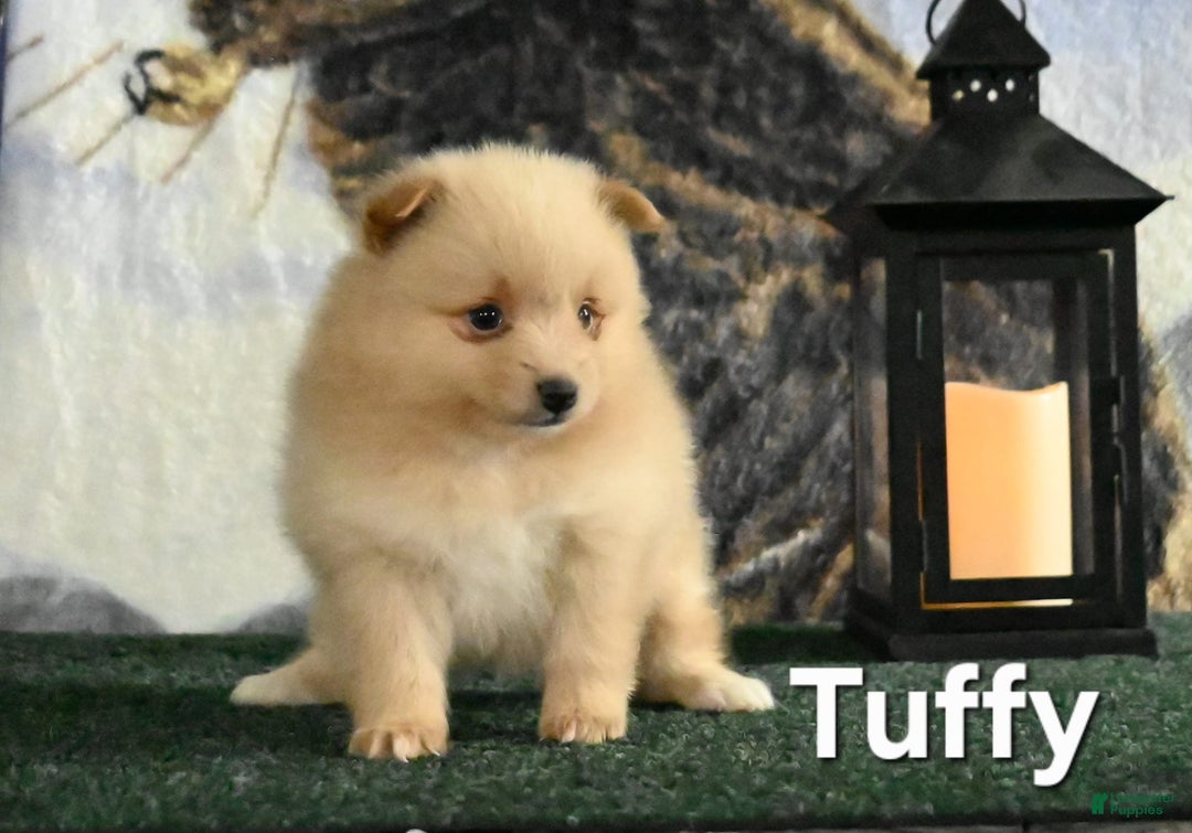 Pomeranian dogs for sale: Tuffy - Image 3