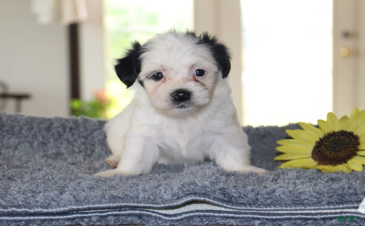 Teddy Bear dogs for sale - Ad 5
