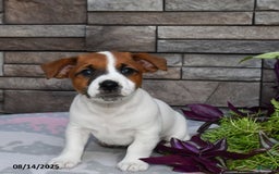 Jack Russell Terrier dogs for sale: Snickers - Image 1