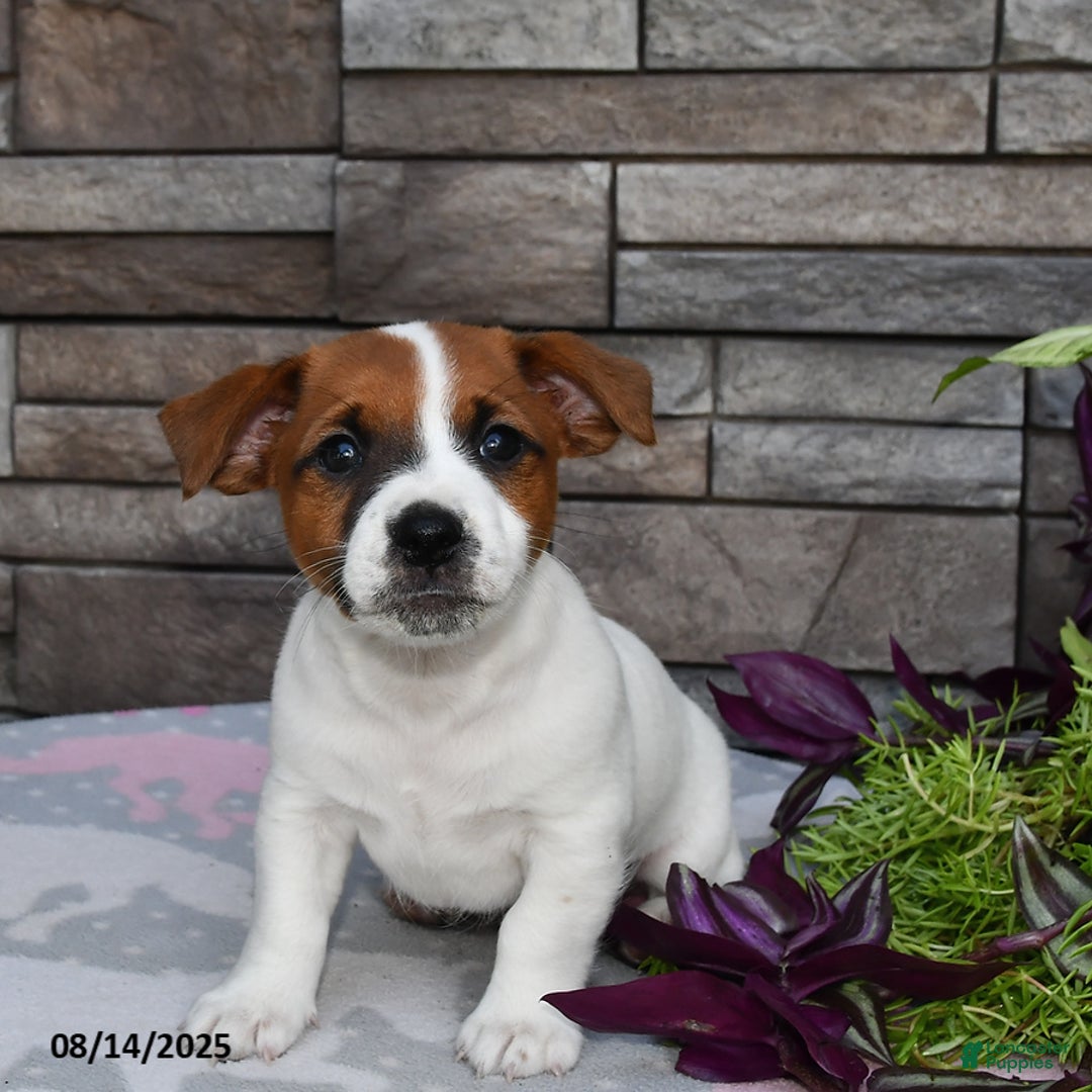Jack Russell Terrier dogs for sale: Snickers - Image 1