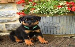 Rottweiler dogs for sale: Rottweiler 8 puppies - Image 19
