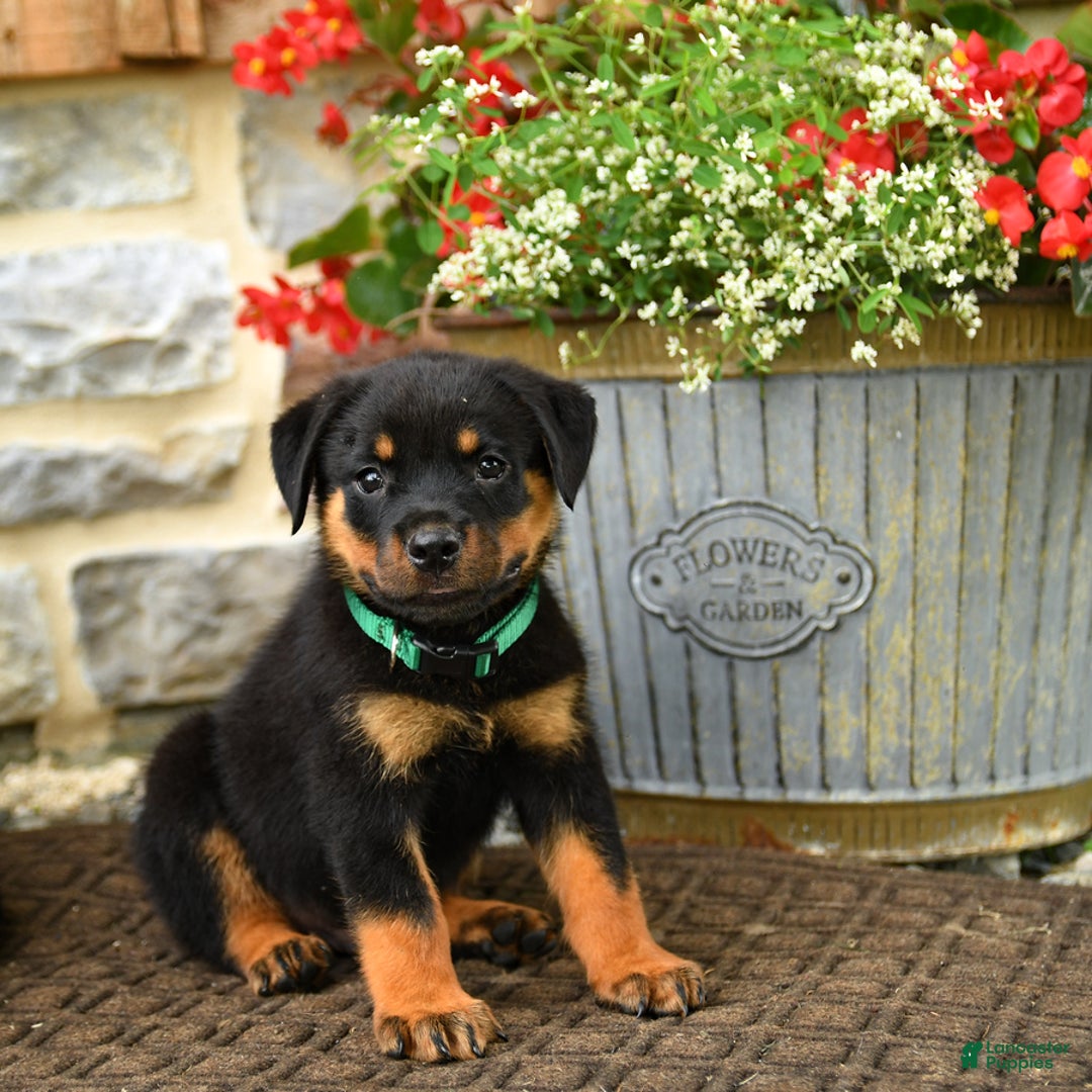 Rottweiler dogs for sale: Rottweiler 8 puppies - Image 19