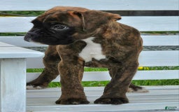 Boxer dogs for sale: Beautiful European Health Tested Parents - Listing for pets: Beautiful European Health Tested Parents, Brady European Boxer health tested, Cream De Coco, Lilly European - Image 11