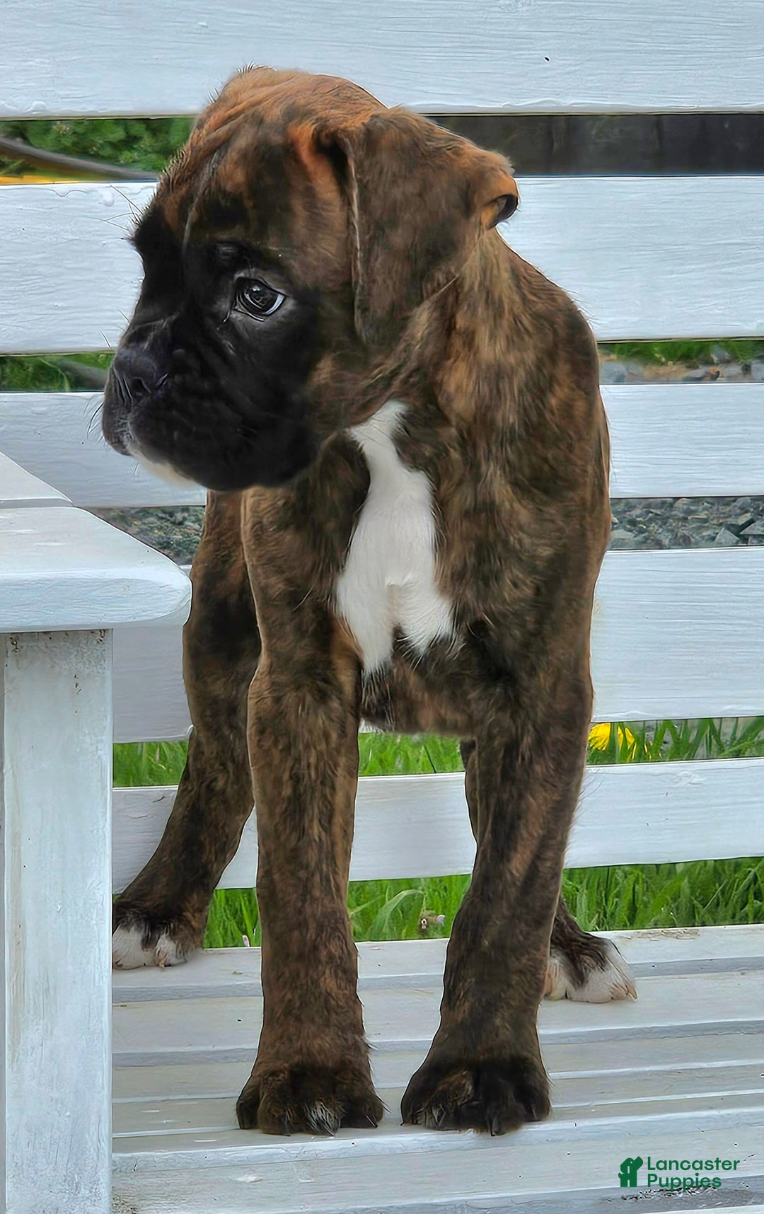 Boxer dogs for sale: Beautiful European Health Tested Parents - Listing for pets: Beautiful European Health Tested Parents, Brady European Boxer health tested, Cream De Coco, Lilly European - Image 11