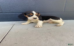 Beaglier dogs for sale: Beaglier 9 puppies - Image 5