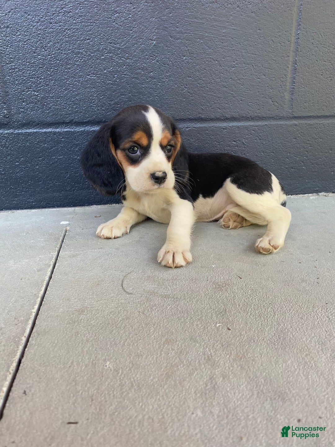 Beaglier dogs for sale: Beaglier 9 puppies - Image 5