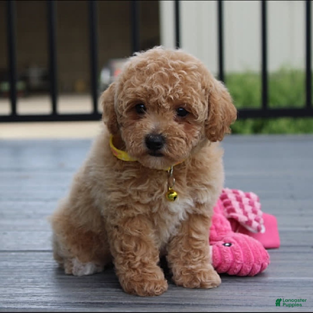 Bichpoo dogs for sale: Addison - Image 4