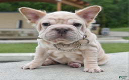 French Bulldog dogs for sale: Rayna Big Rope Velvet Fluffy - Image 7