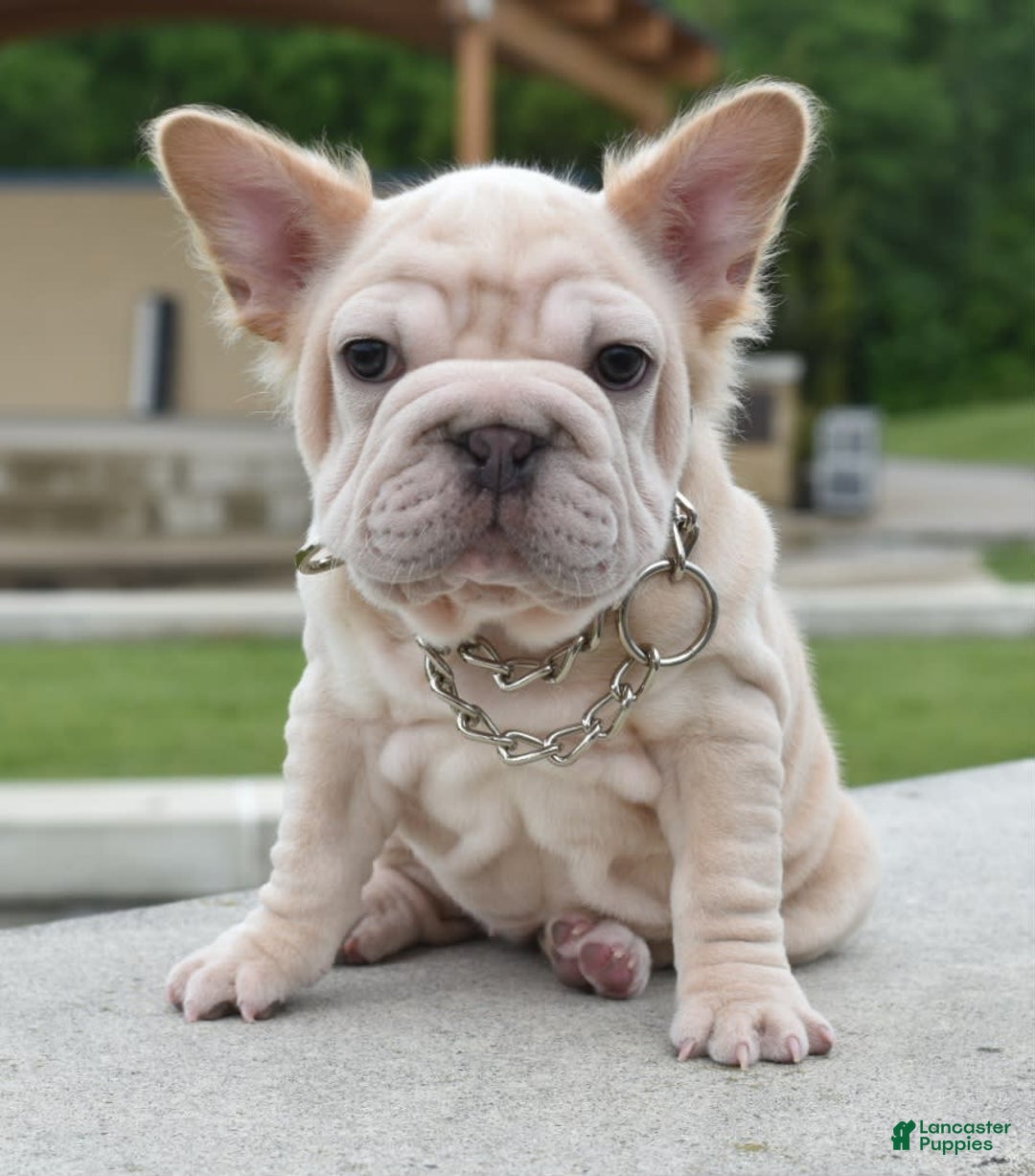 French Bulldog dogs for sale: Rayna Big Rope Velvet Fluffy - Image 7