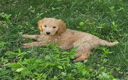 Goldendoodle dogs for sale: Taffy - Image 1