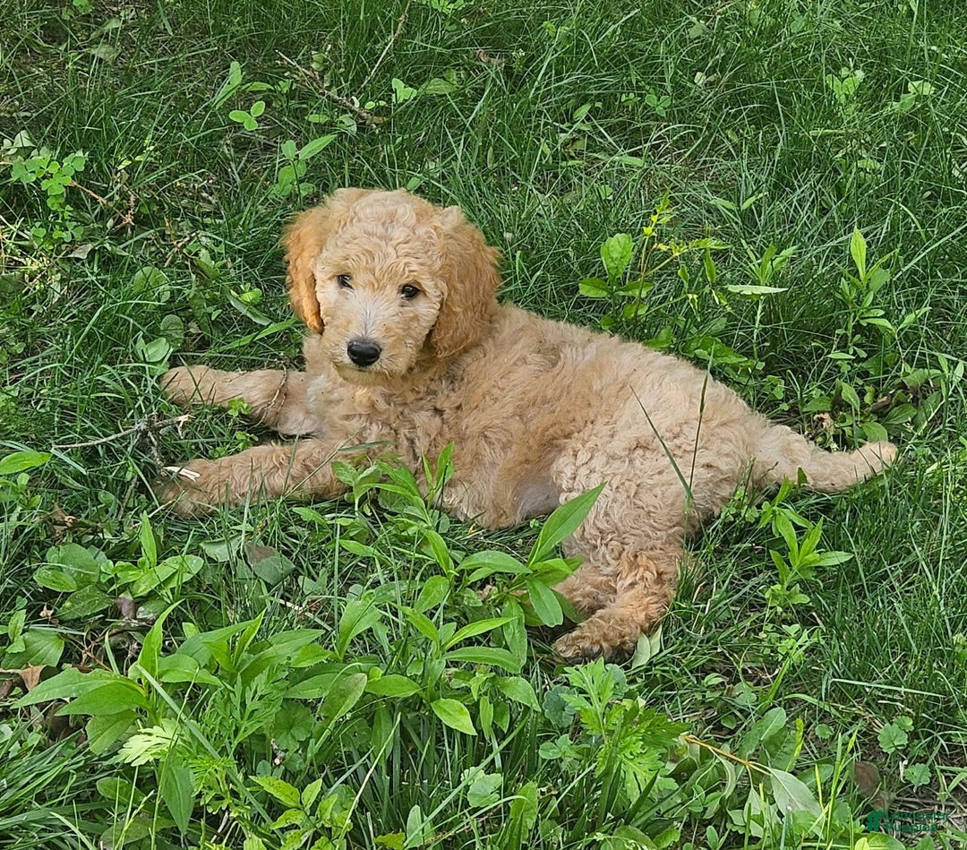 Goldendoodle dogs for sale: Taffy - Image 1
