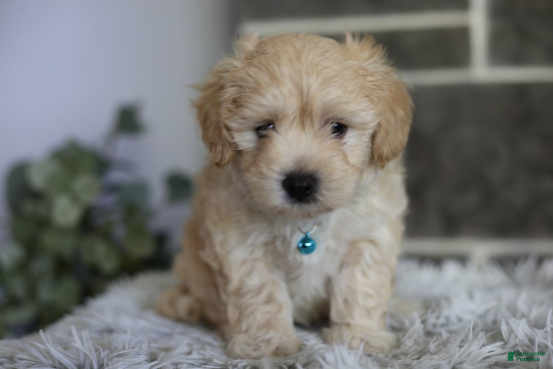 Maltipoo dogs for sale: Yogi - Image 7